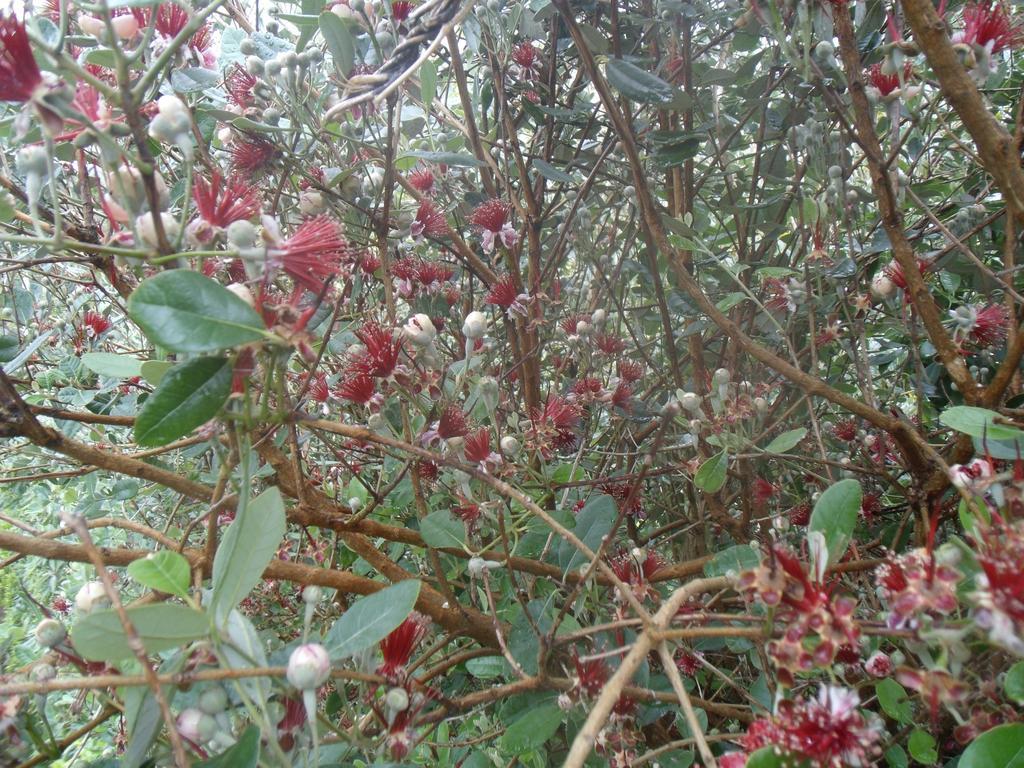 מלון ולאס Tropical Fruit Garden מראה חיצוני תמונה