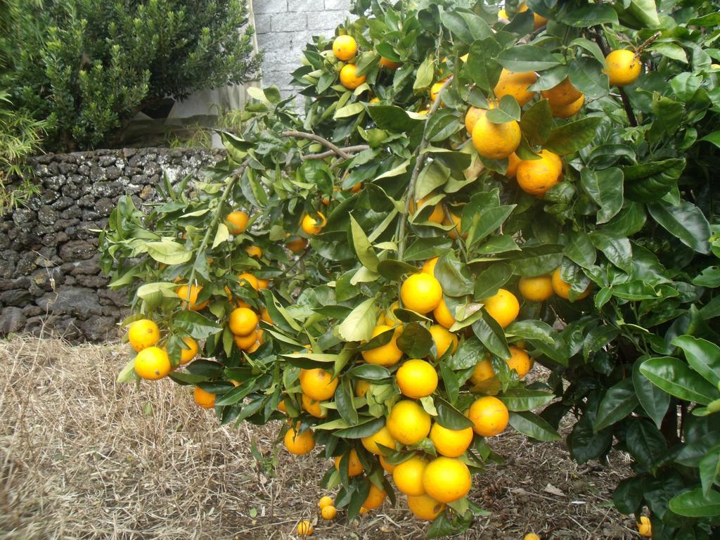 מלון ולאס Tropical Fruit Garden מראה חיצוני תמונה