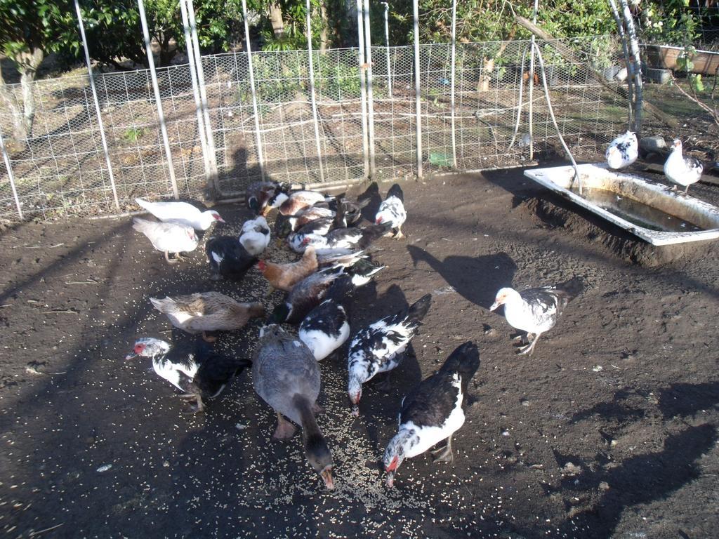 מלון ולאס Tropical Fruit Garden מראה חיצוני תמונה