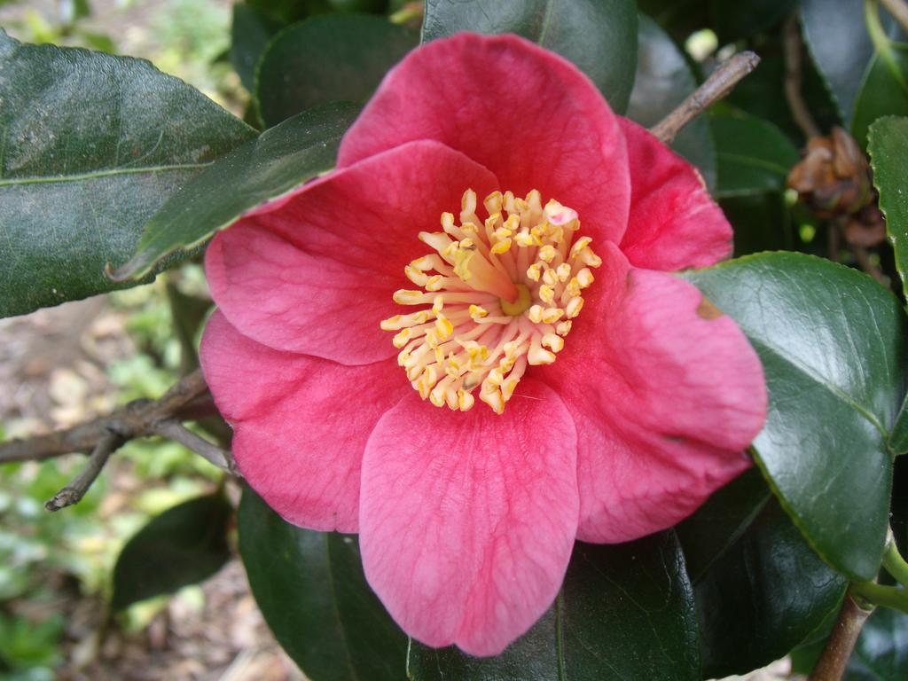 מלון ולאס Tropical Fruit Garden מראה חיצוני תמונה