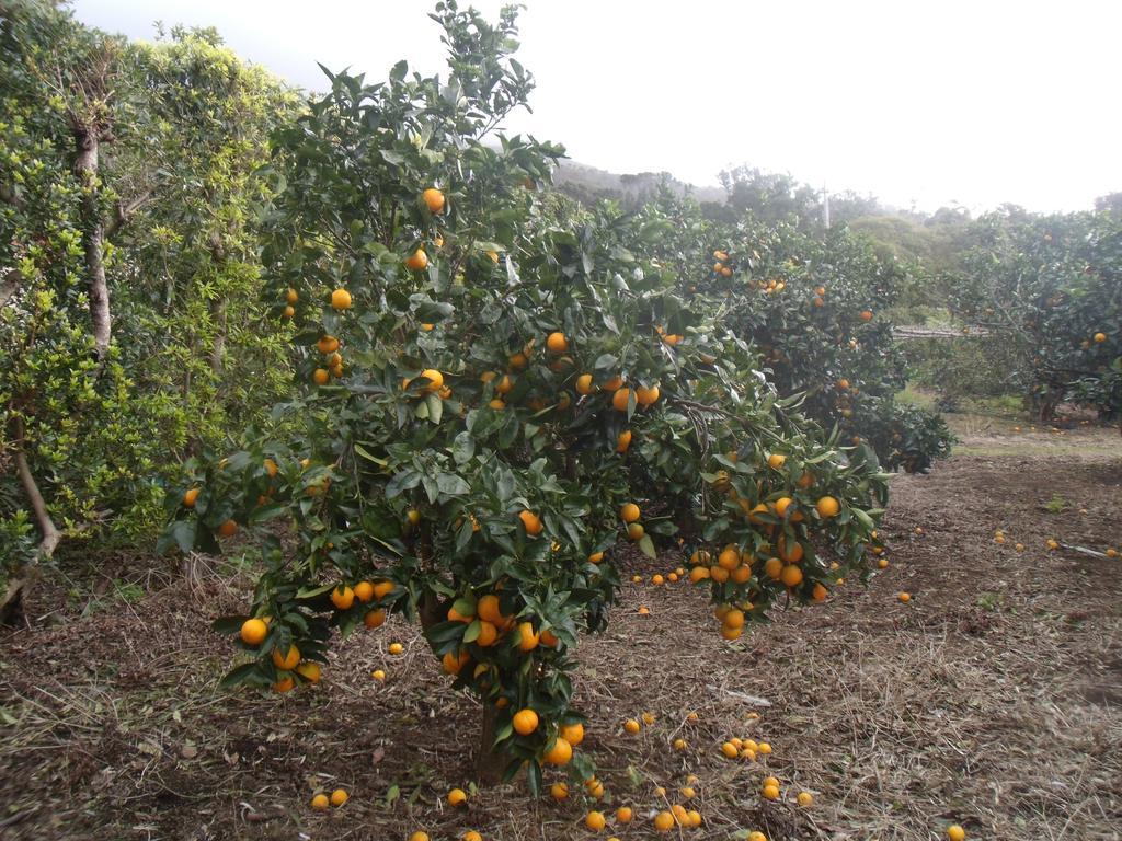 מלון ולאס Tropical Fruit Garden מראה חיצוני תמונה