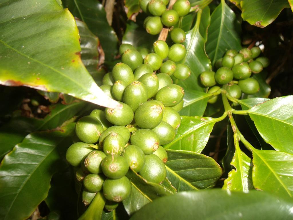 מלון ולאס Tropical Fruit Garden מראה חיצוני תמונה