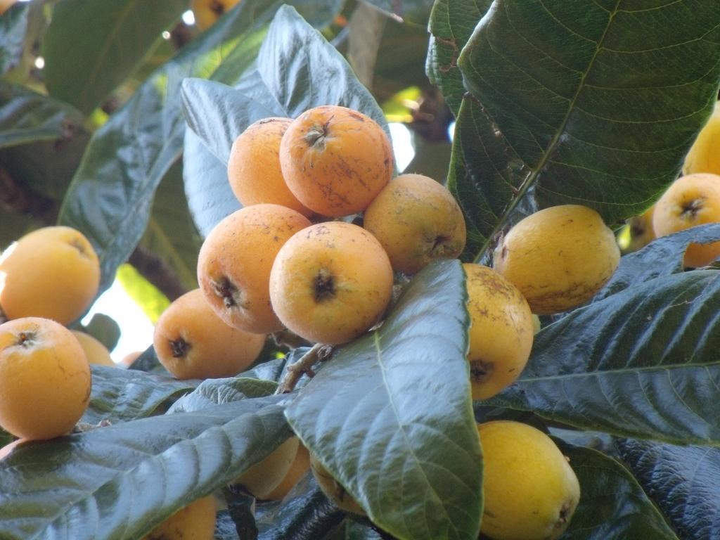 מלון ולאס Tropical Fruit Garden מראה חיצוני תמונה